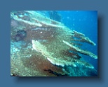 Helengeli 316